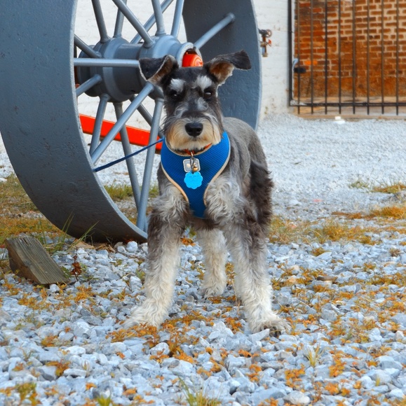 I ❤ VINTAGE - Picture 6 of 8